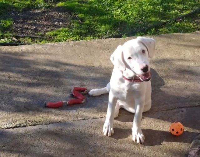 Χάθηκε ο Βίκτωρας - Μήπως τον είδατε;