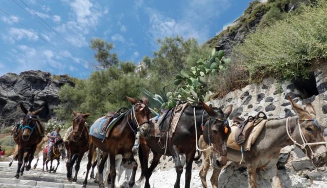 Ύδρα: Φόρτωσαν ολόκληρο ψυγείο σε γαϊδούρι