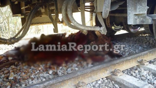 Φθιώτιδα: Νέο ατύχημα με τραίνο και αγελάδες στον Ασωπό!