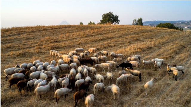 Κύπρος: 65χρονος καταδικάστηκε σε φυλάκιση 9 μηνών για κτηνοβασία