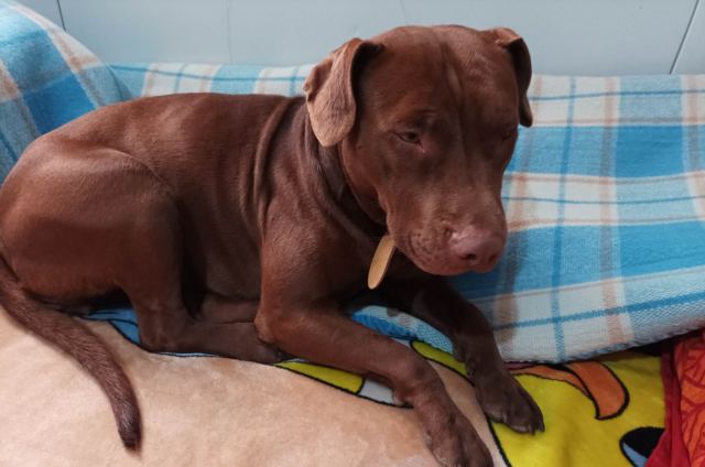 Μήπως αναζητάτε την κούκλα της φωτογραφίας;