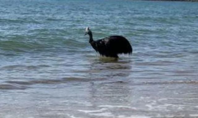 Σπάνιο βίντεο με το πιο επικίνδυνο πουλί του κόσμου