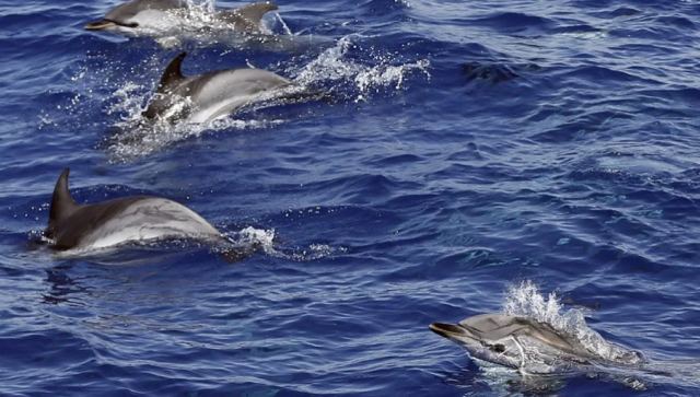 Πόλεμος στην Ουκρανία: Εκπαιδευμένα δελφίνια ανέπτυξαν οι Ρώσοι στη Μαύρη Θάλασσα