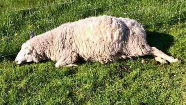 Εστία καταρροϊκού πυρετού στους Σοφάδες - Ζώνη ελέγχου και σε περιοχές της Φθιώτιδας