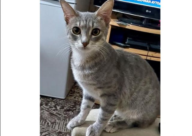 Χαρίζεται το γατάκι της φωτογραφίας