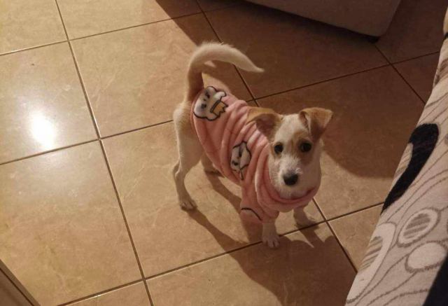 Χάθηκε η Λούση - Μπορείτε να βοηθήσετε?