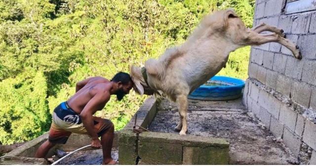 Ο πρωταθλητής του MMA που προπονείται... με μία κατσίκα!