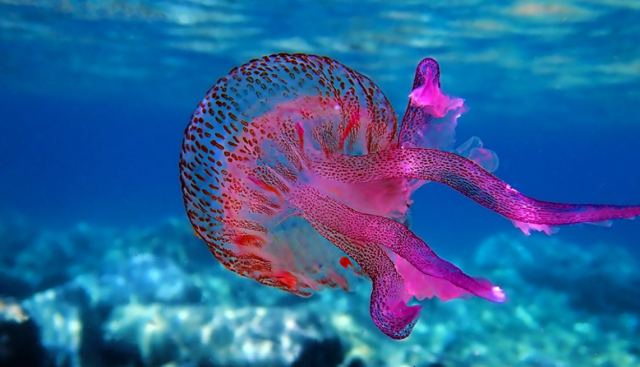 Μωβ μέδουσες: Οι πρώτες καταγραφές για το 2023 στις ελληνικές θάλασσες και τι περιμένουμε φέτος