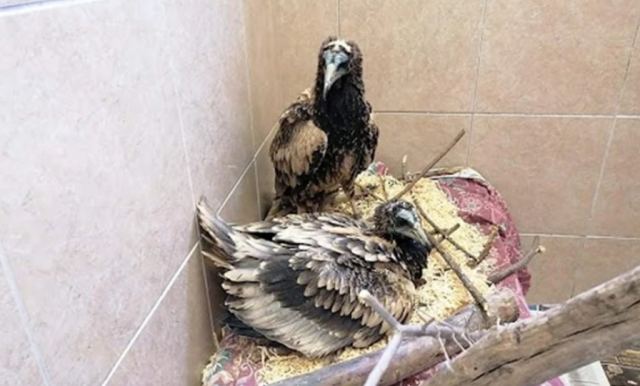 Φωτιά στη Δαδιά: Σώθηκαν και μεταφέρθηκαν στις εγκαταστάσεις της Δράσης για την Άγρια Ζωή δύο μωρά Ασπροπάρη