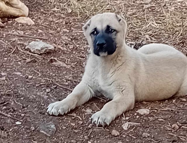 Χάθηκε σκύλος στην περιοχή της Νέας Μαγνησίας