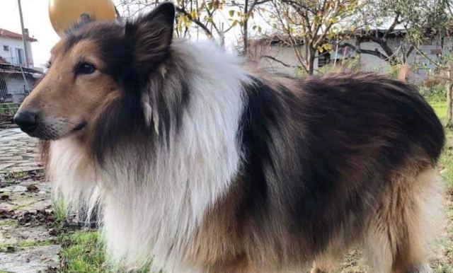 Χάθηκε ο Άρης στην περιοχή του Καραβόμυλου