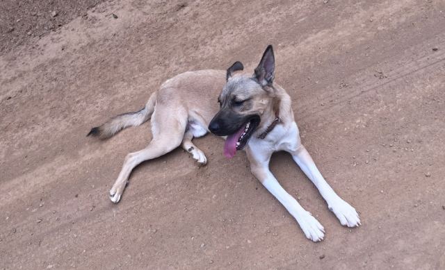 Χάθηκε ο Λούπο - Μήπως τον είδατε;