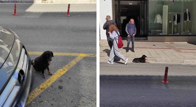 Μήπως ψάχνετε το σκυλάκι της φωτογραφίας;