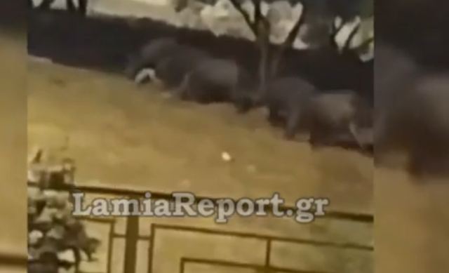 Αγριογούρουνα έκαναν βόλτα στα Καλύβια Λαμίας - ΒΙΝΤΕΟ