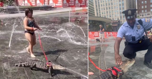 Έβγαλε βόλτα με λουρί αλιγάτορα για να... δροσιστεί σε σιντριβάνι (ΒΙΝΤΕΟ)