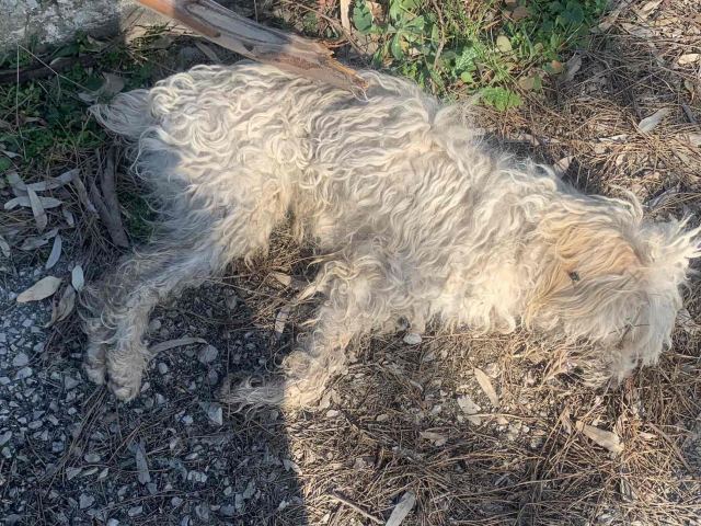 Έριξαν ξανά φόλες στο Αχλάδι Φθιώτιδας