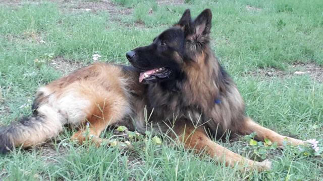 Φθιώτιδα: Πάλεψε γενναία, αλλά η μάχη ήταν άνιση...