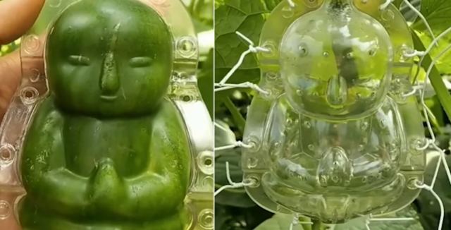Απίστευτο: Στην Κίνα έφτιαξαν αγγούρια σε σχήμα μωρού μέσα σε καλούπια - Δίχασε το εγχείρημα (ΒΙΝΤΕΟ)