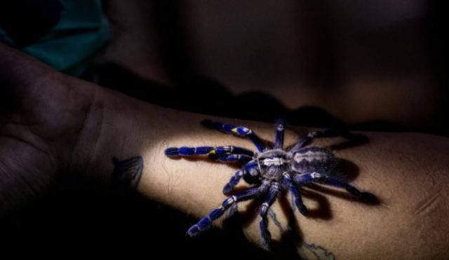 Έδωσαν όνομα διάσημου ηθοποιού σε παράσιτο που σκοτώνει ταραντούλες κι αυτός... το απολαμβάνει