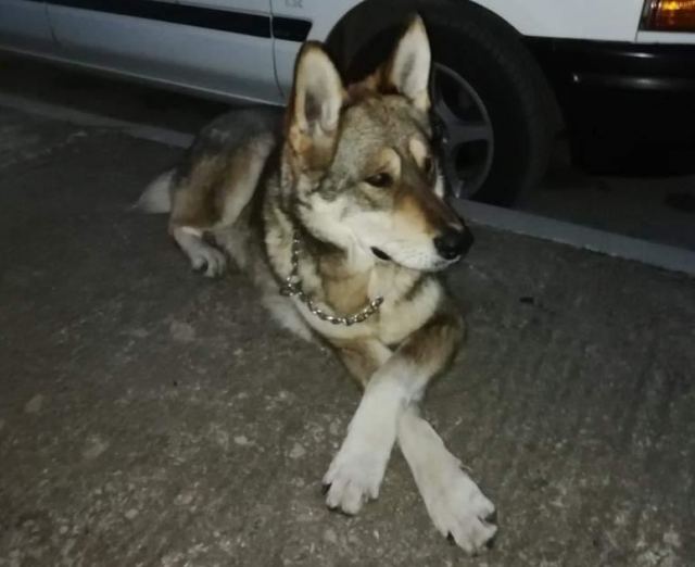 Βρέθηκε σκυλάκος - Μήπως τον ψάχνετε;