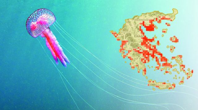 Το χτύπημα της μέδουσας: Σε ποιες παραλίες έχουν στήσει καρτέρι
