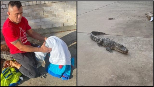 Πατέρας πάλεψε με αλιγάτορα για να πάει την κόρη του σχολείο: Έκανε τα κόλπα που είδε στην TV (vid)