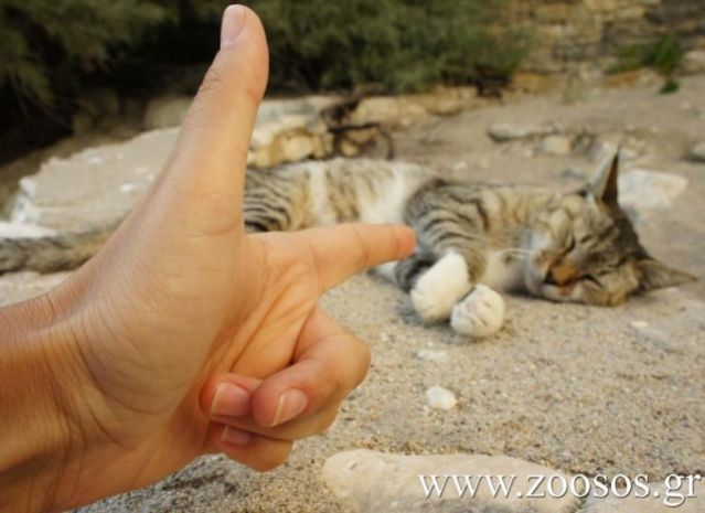 Λαμία: Εκπαιδευτικός πυροβόλησε και σκότωσε γάτα