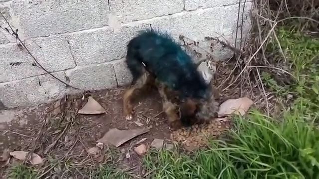 Μώλος: Το κουταβάκι της φωτογραφίας χρειάζεται τη βοήθεία μας