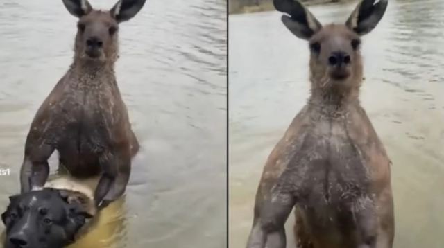 Τσακώθηκε με... καγκουρό που πείραζε τον σκύλο του!