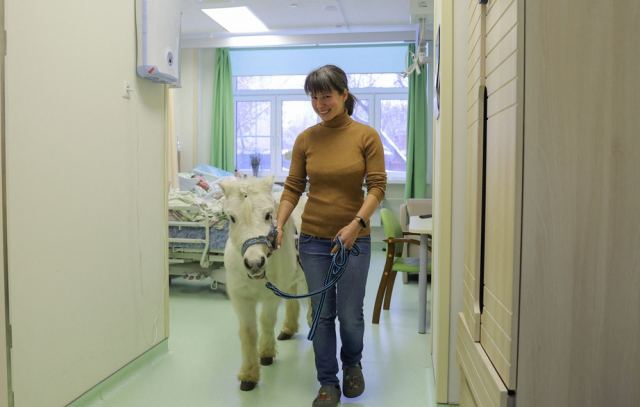 Ένα πανέμορφο πόνυ «εισέβαλε» σε θαλάμους ασθενών σε μονάδα υγείας στη Μόσχα