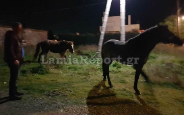 Φθιώτιδα: Οδηγοί προσοχή, άλογα στο δρόμο ακόμα και τη νύχτα!