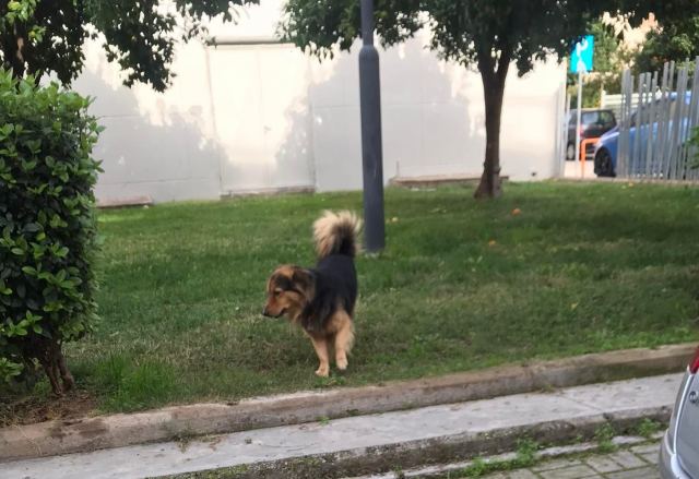 Μήπως ψάχνετε αυτό το σκυλάκι;