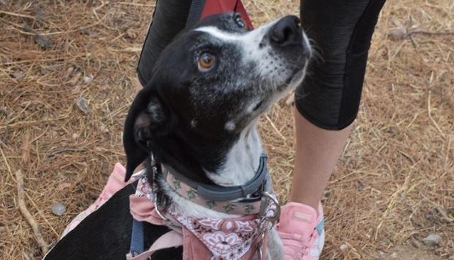 Σκυλάκι πέθανε από τρόμο για τα βεγγαλικά - Δεκάδες εξαφανίσεις ζώων μετά την Ανάσταση