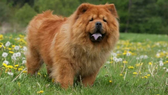 Αξιολάτρευτος 