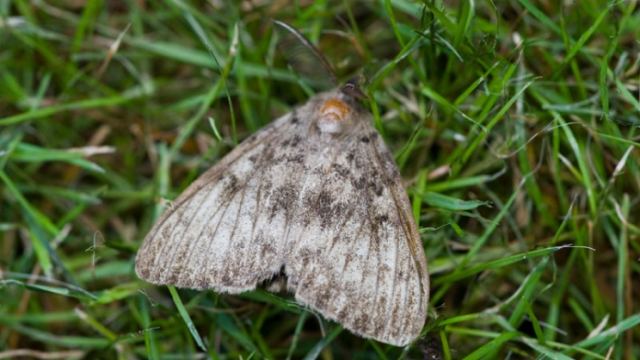 Γιατί γέμισε πεταλούδες η Λαμία