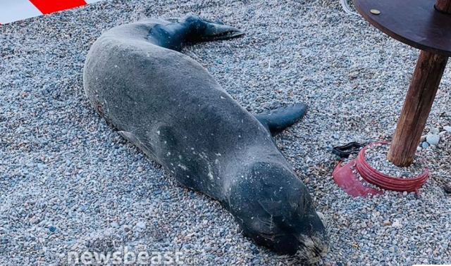 Χτυπημένη φώκια βρήκε καταφύγιο σε παραλία της Λέρου