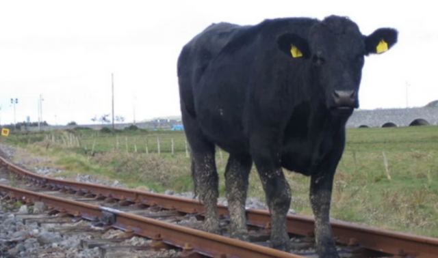 Τραγικός θάνατος συνταξιούχου στην Ινδία: Σκοτώθηκε από... 