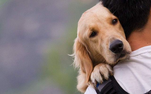 Λαμία: Συγκινεί άρθρο μαθήτριας για την κακοποίηση των ζώων