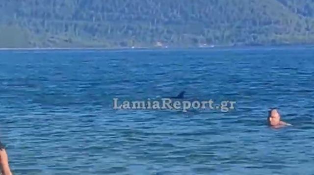 Φθιώτιδα: Ένα μικρό δελφίνι χρειάζεται βοήθεια - Δείτε βίντεο