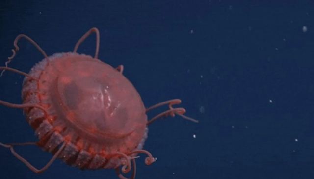 Η μεγαλύτερη μέδουσα-κορόνα που έχει ανακαλυφθεί ποτέ είναι ένα κόκκινο αλλόκοτο πλάσμα σαν ιπτάμενος δίσκος
