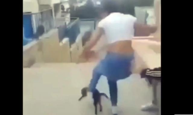 Κρήτη: Βίντεο με μαθήτρια που κλωτσά γάτα και γελά με τις φίλες της