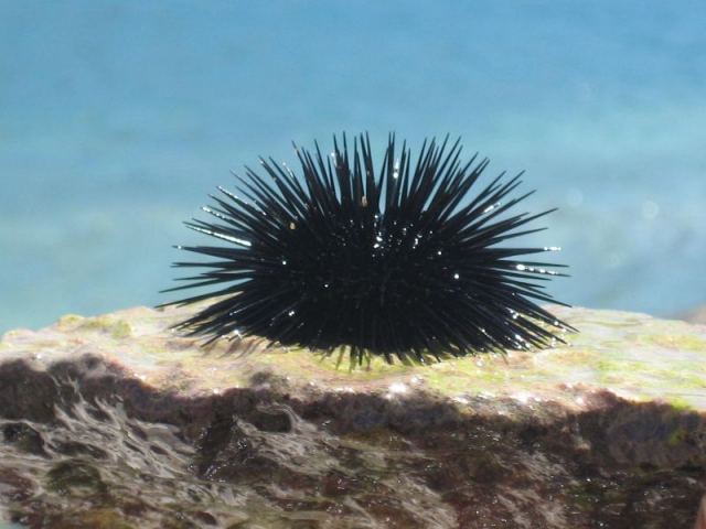 Οι αχινοί έφεραν… πρόστιμο!