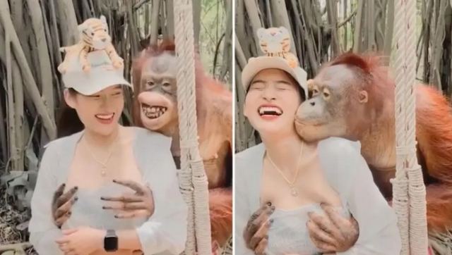 Viral: Ασυγκράτητος ουρακοτάγκος: Βούτηξε τα στήθη τουρίστριας - ΒΙΝΤΕΟ