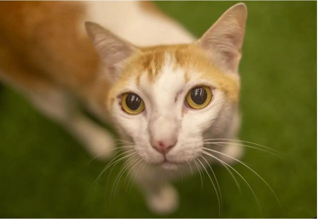 Μύκονος: Ασυνείδητος 64χρονος πάτησε γατάκι με το αυτοκίνητο μπροστά στα μάτια της ιδιοκτήτριάς του