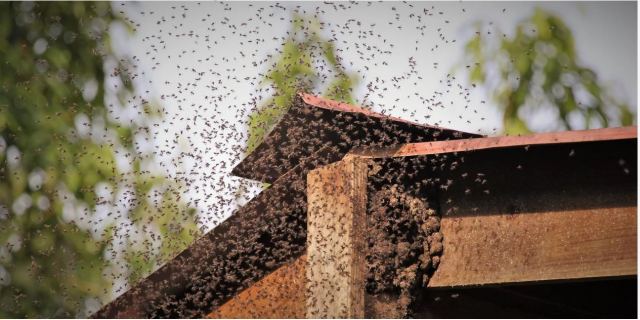 ΗΠΑ: Γυναίκα κατηγορείται από αστυνομικούς ότι τους επιτέθηκε με... μέλισσες