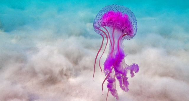 Μωβ μέδουσες: Ωκεανολόγος εξηγεί τι σταματά την εξάπλωση της τοξίνης σε περίπτωση τσιμπήματος