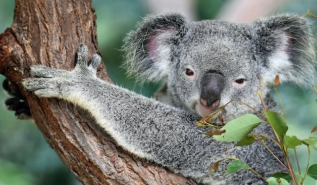 Η φωτογραφία που έχει συγκινήσει το διαδίκτυο: Η σπαρακτική στιγμή που ένα κοάλα παρακολουθεί εργάτες να του γκρεμίζουν το σπίτι