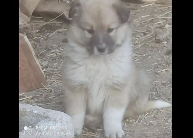 Χάθηκε-κλάπηκε κουτάβι από το Ζηλευτό