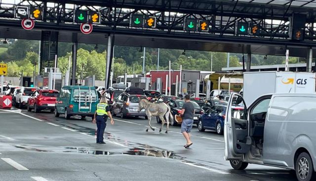 Γαλλία: Ζέβρα έκανε... σλάλομ σε αυτοκινητόδρομο