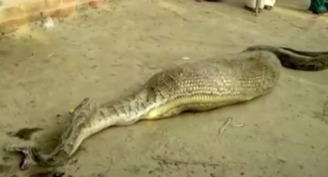 Ινδία: Πύθωνας καταβρόχθισε κατσίκα και δεν μπορούσε να κουνηθεί